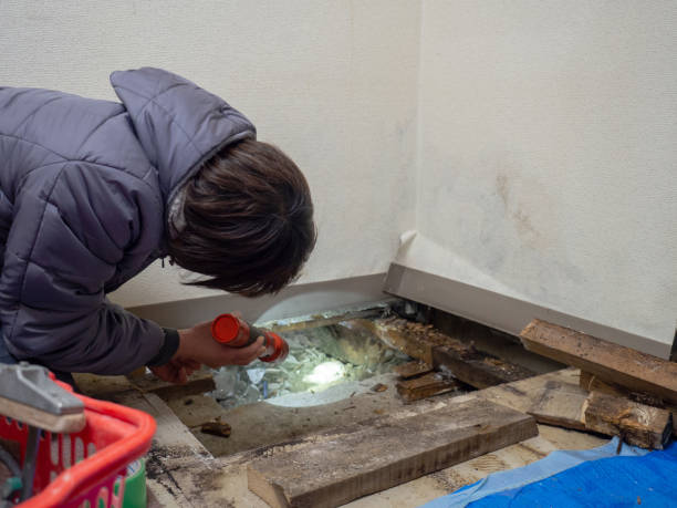 Best Basement Mold Removal  in Byrdstown, TN