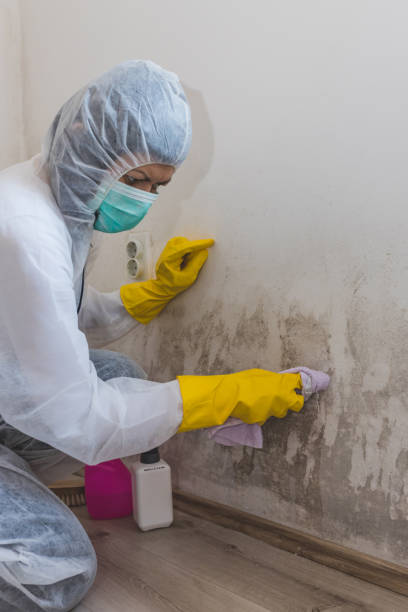 Best Mold Remediation for Healthcare Facilities  in Byrdstown, TN
