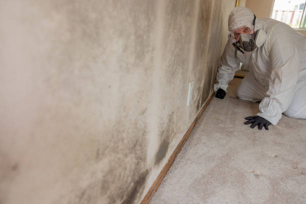 Best Commercial Mold Inspection  in Byrdstown, TN